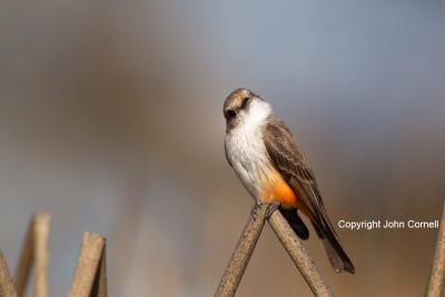 Flycatcher;One;Pyrocephalus-rubinus;Vermilion-Flycatcher;avifauna;bird;birds;col